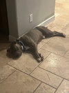 BLUEBERRY - Photo 9