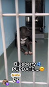 BLUEBERRY - Photo 10