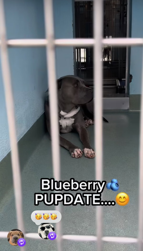 BLUEBERRY