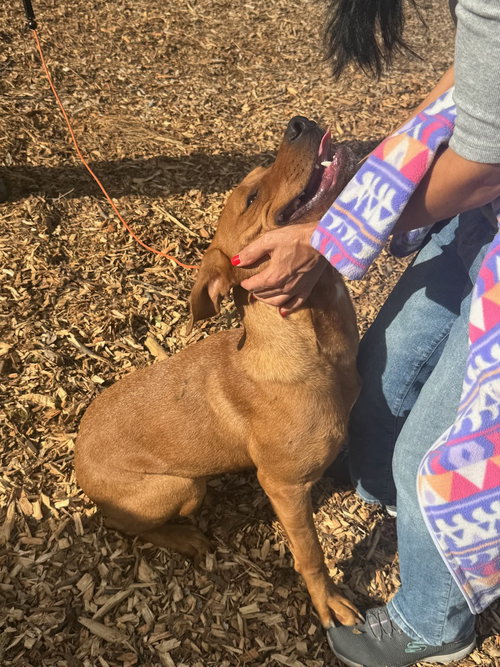 VICTOR - Vizsla available for adoption