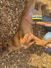 VICTOR - Photo 3