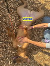 VICTOR - Photo 4