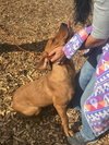 VICTOR - Photo 6