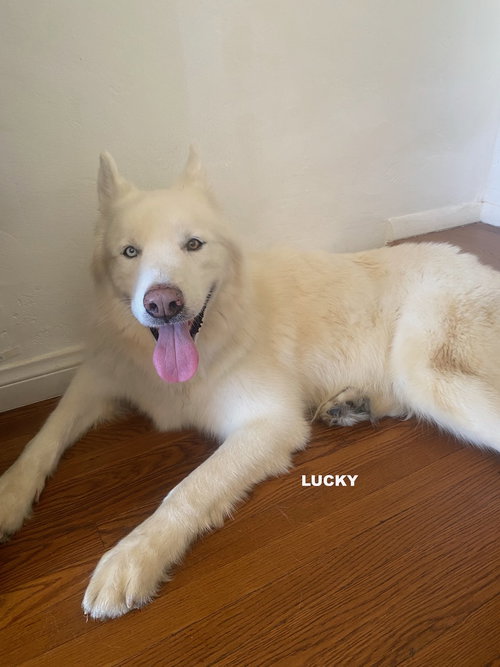 Photo of LUCKY
