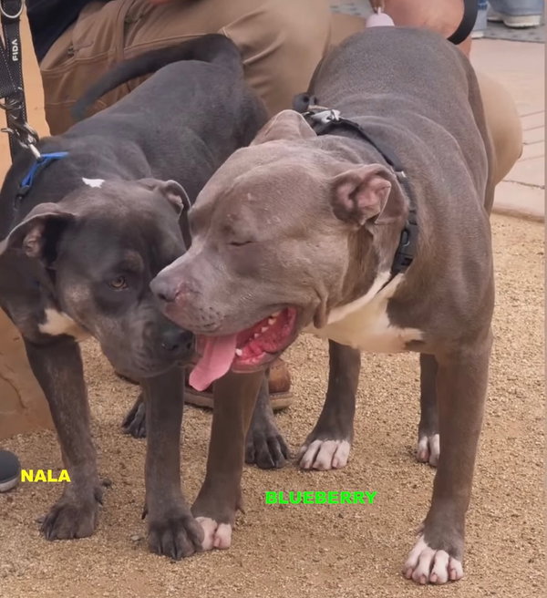 NALA