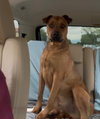 SIMBA - Photo 2