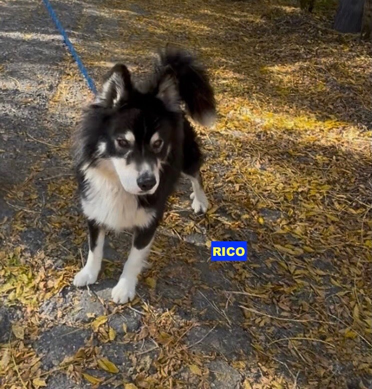 RICO