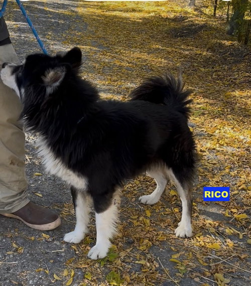RICO - Siberian Husky available for adoption