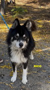 RICO - Photo 3