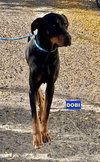 DOBI - Photo 1