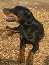 DOBI - Photo 5