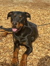 DOBI - Photo 6