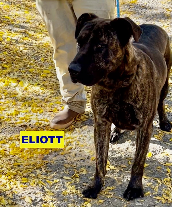 ELIOTT