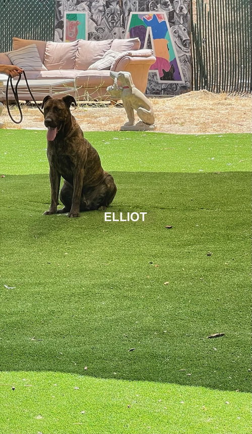 Photo 4 of ELIOTT