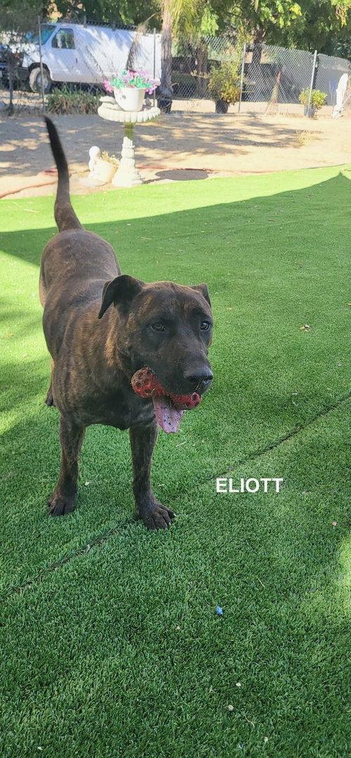 Photo 5 of ELIOTT