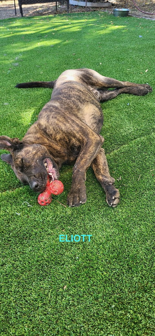 Photo 6 of ELIOTT