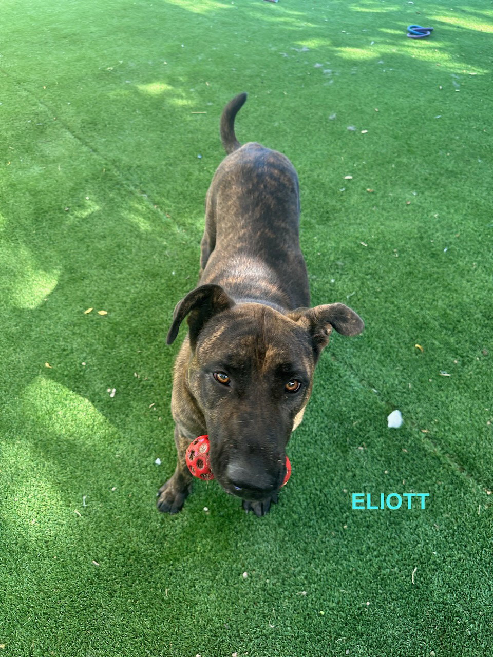 ELIOTT, photo 9