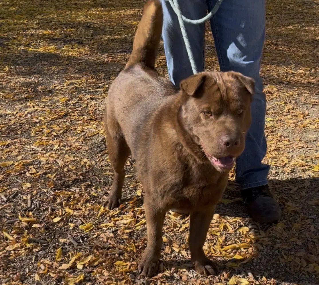 Hugo - Shar Pei