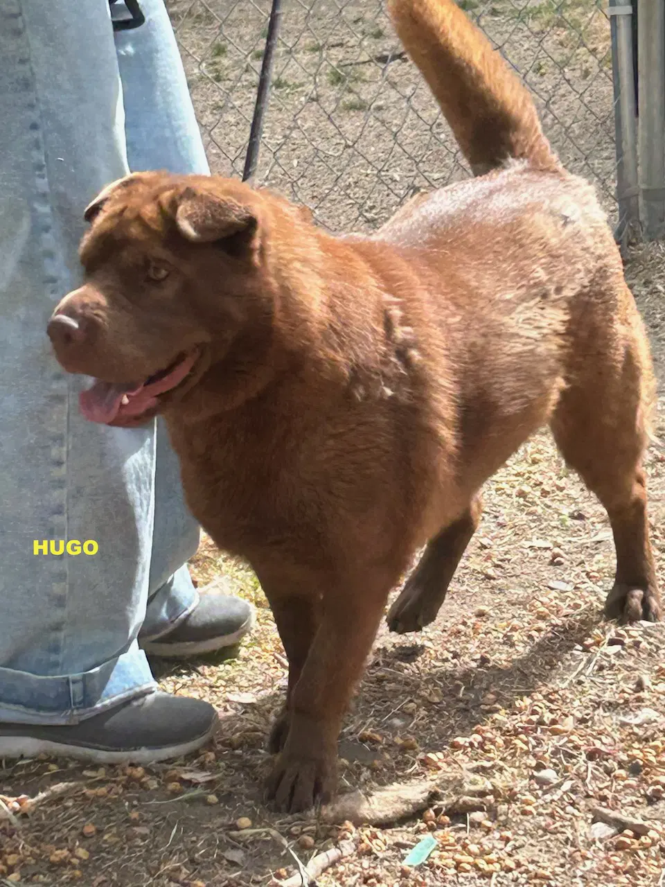 Hugo image 3