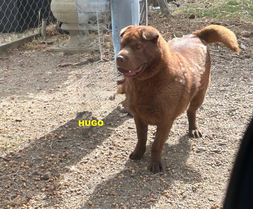 HUGO photo 5