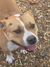LUNA ( Love Bug) - Photo 1