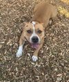 LUNA ( Love Bug) - Photo 2