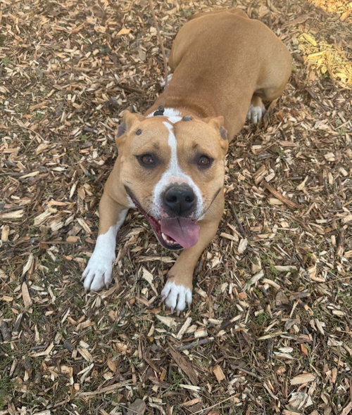 LUNA ( LOVE BUG) - Staffordshire Bull Terrier available for adoption