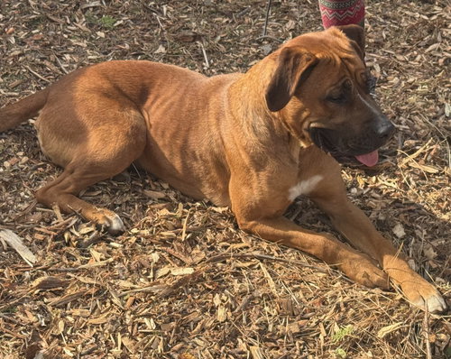 NALA - Bullmastiff available for adoption