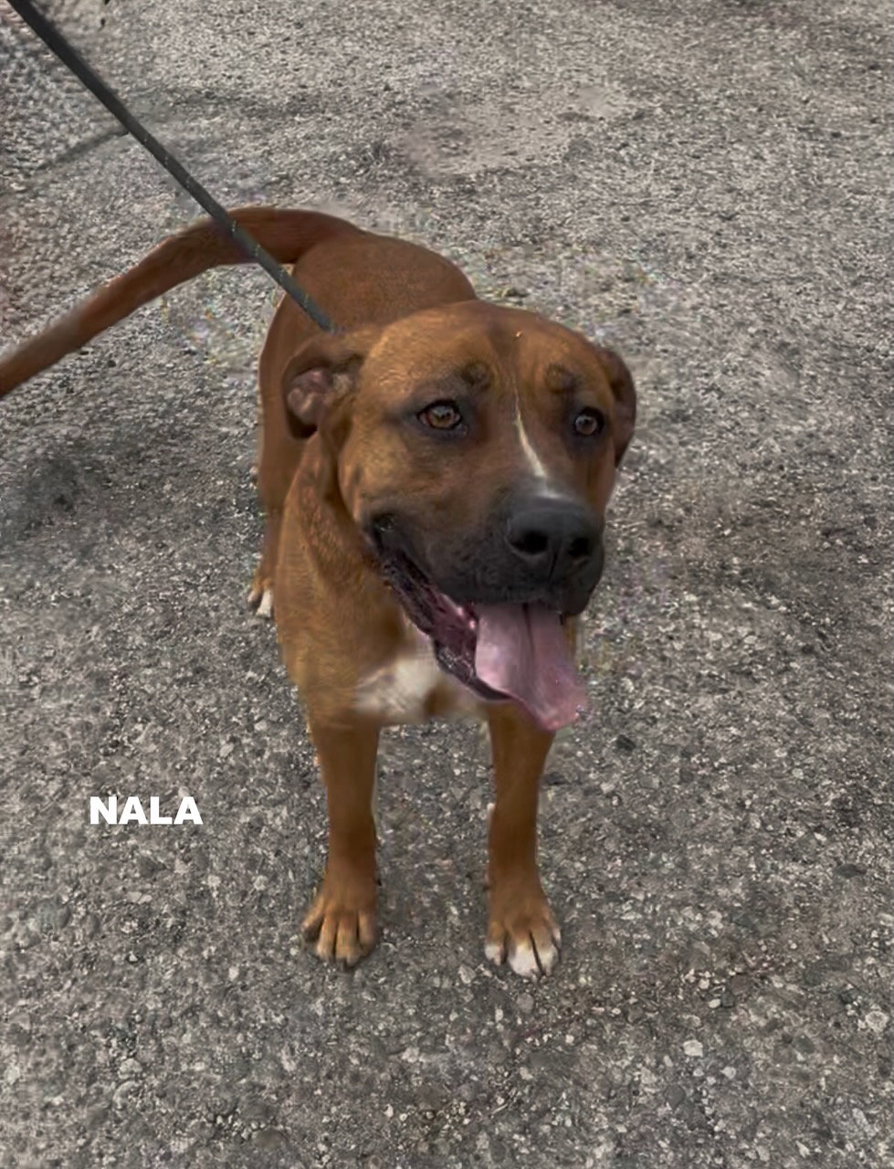 NALA, photo 7