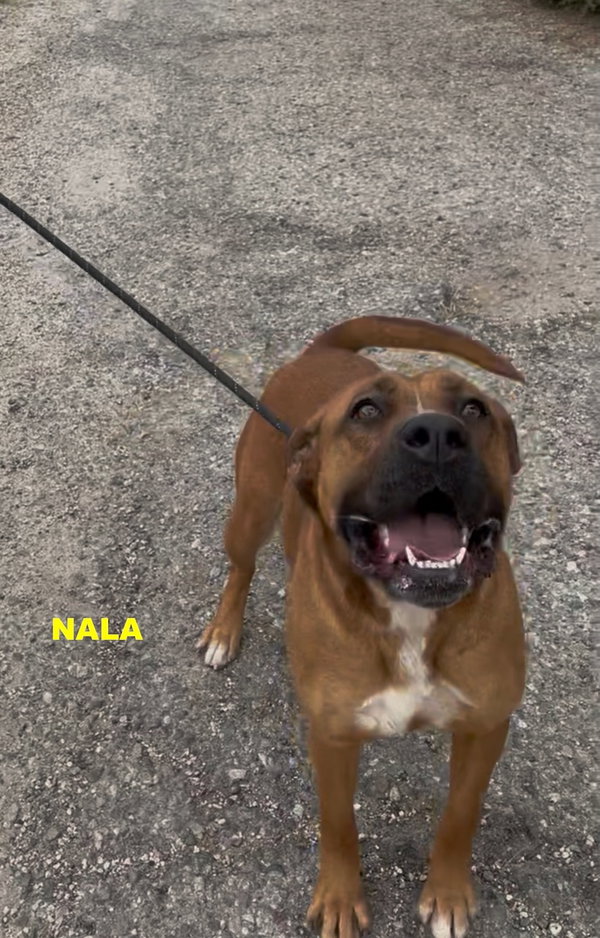 NALA