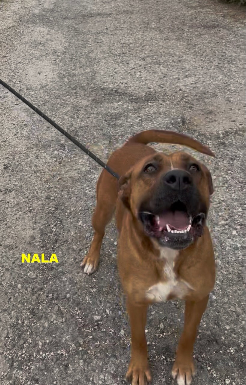 NALA