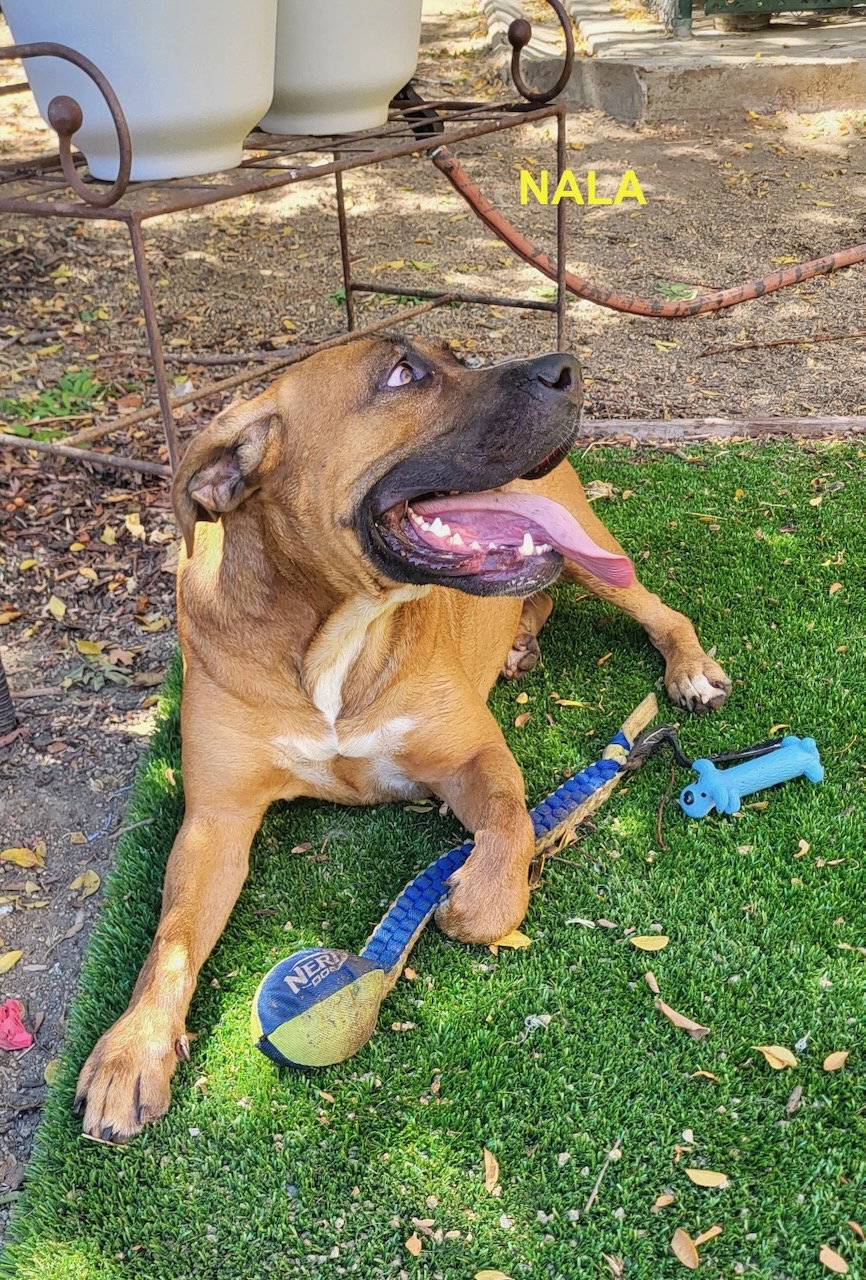 NALA, photo 10