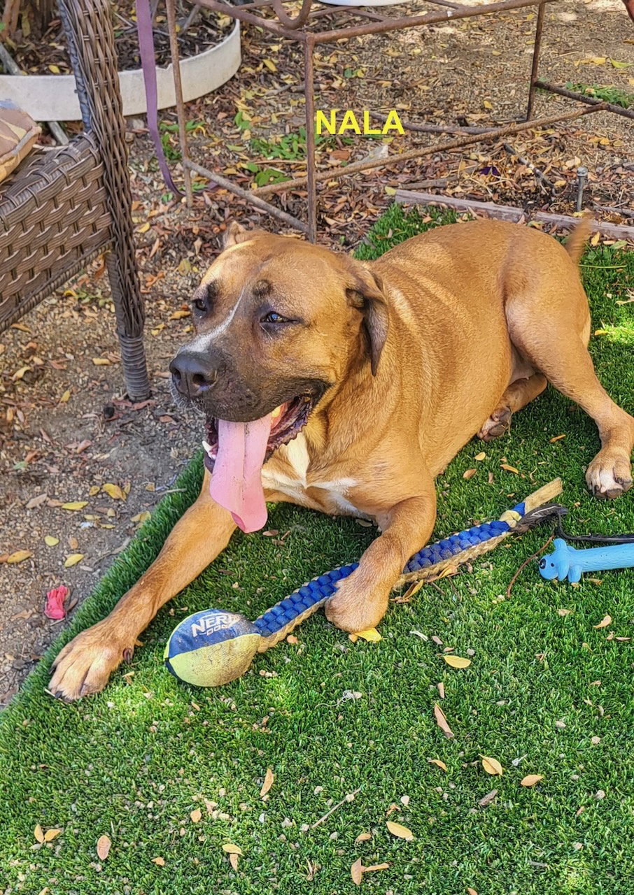 NALA, photo 11