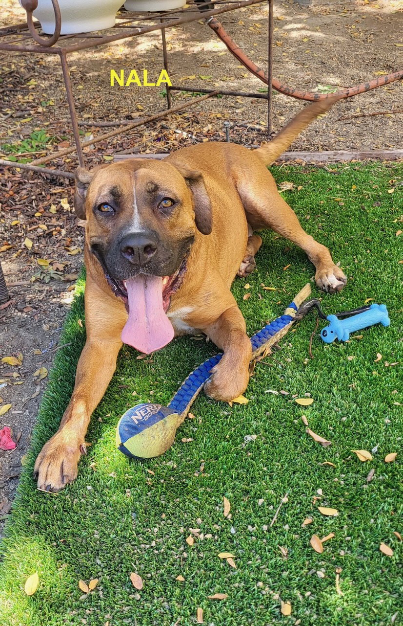 NALA, photo 12
