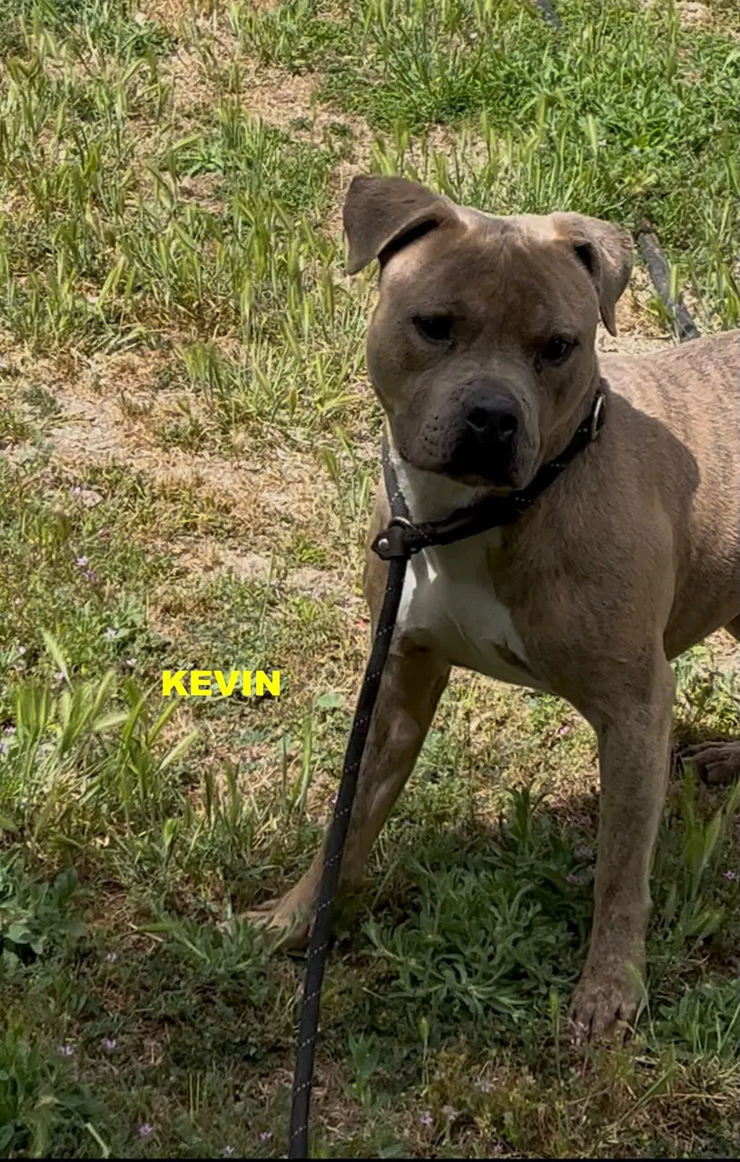 Kevin image 4