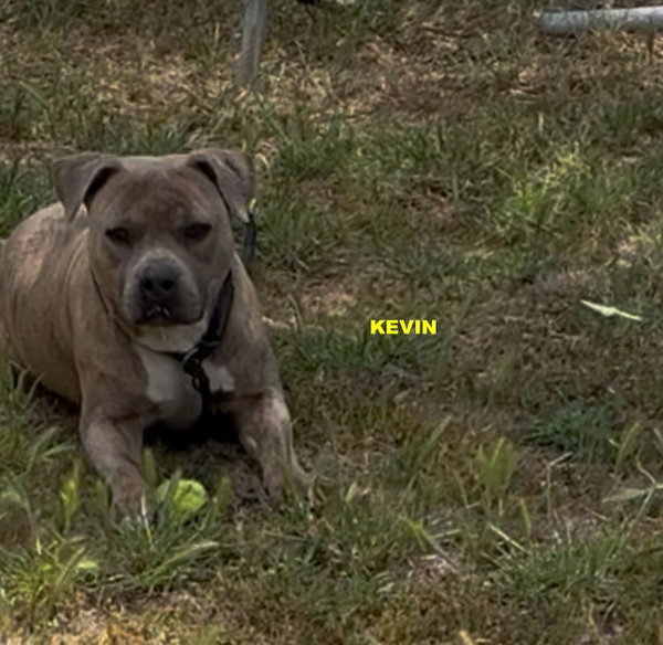 KEVIN