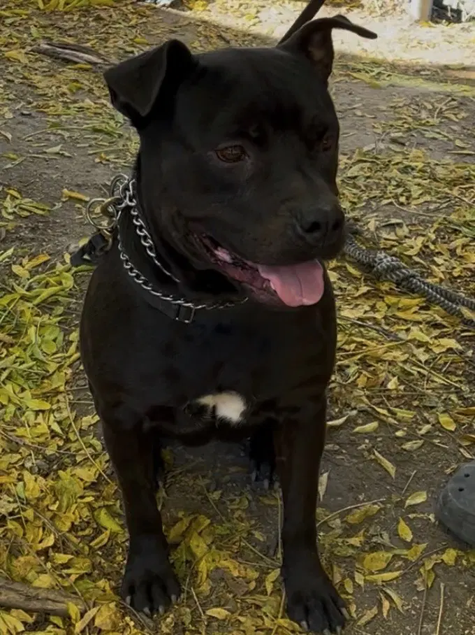 Selena - Staffordshire Bull Terrier