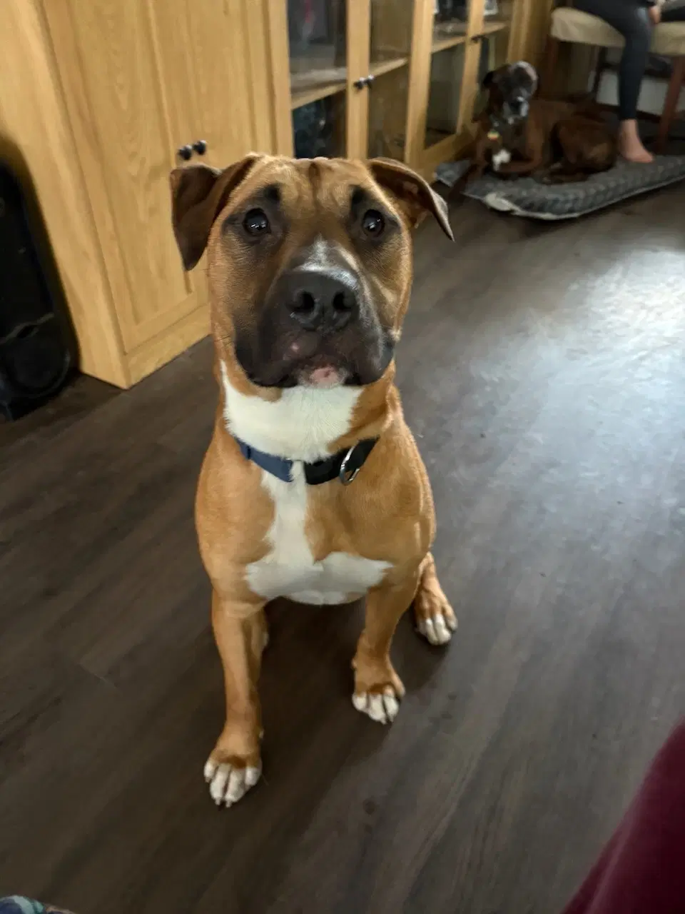 Rocky Boy - Bull Terrier