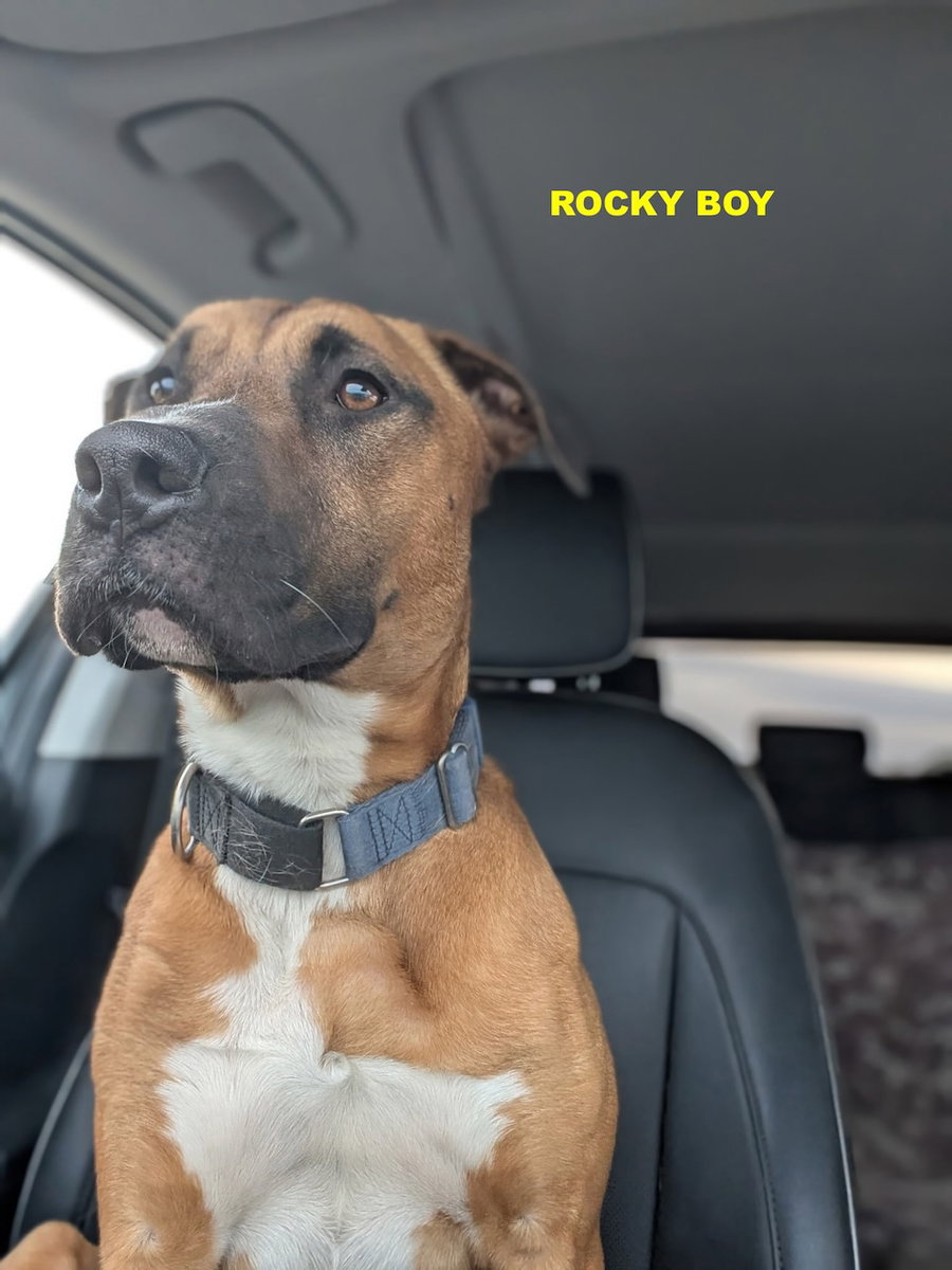 ROCKY BOY