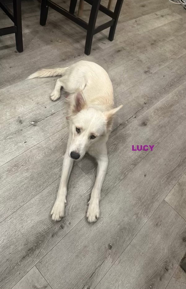 LUCY