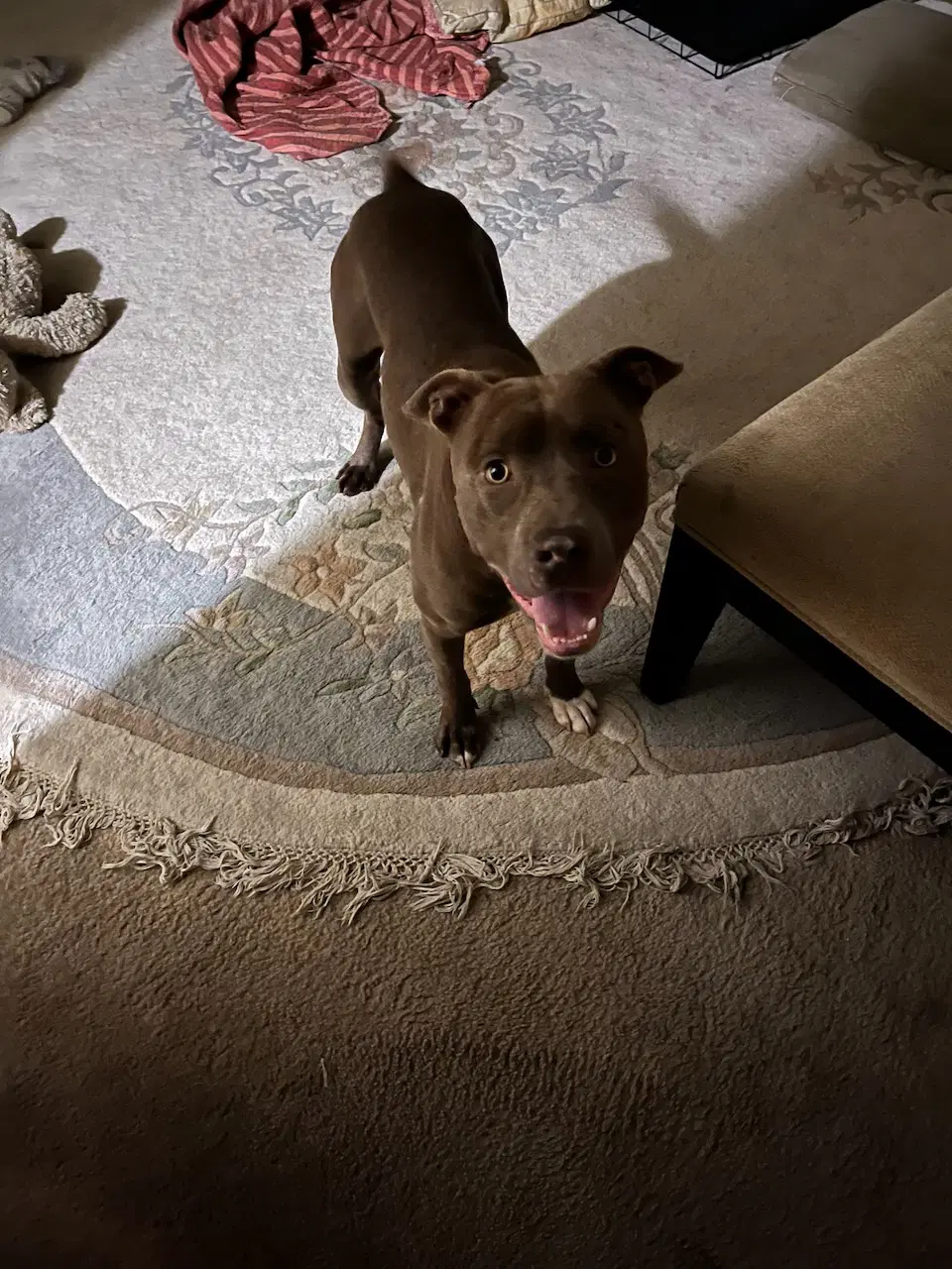 Allen J - Pit Bull Terrier