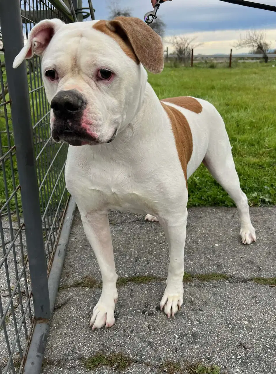 Bella - American Bulldog