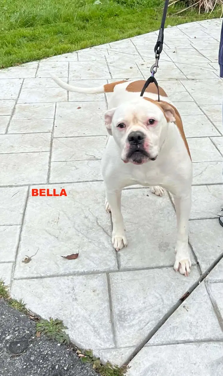 Bella image 3