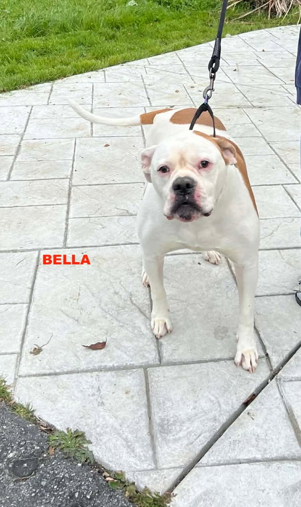BELLA