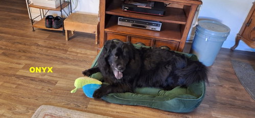 ONYX photo 5