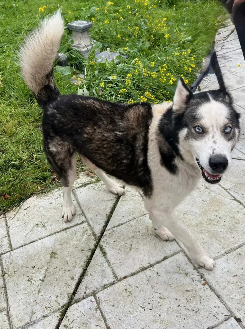 Jim Croce - Siberian Husky