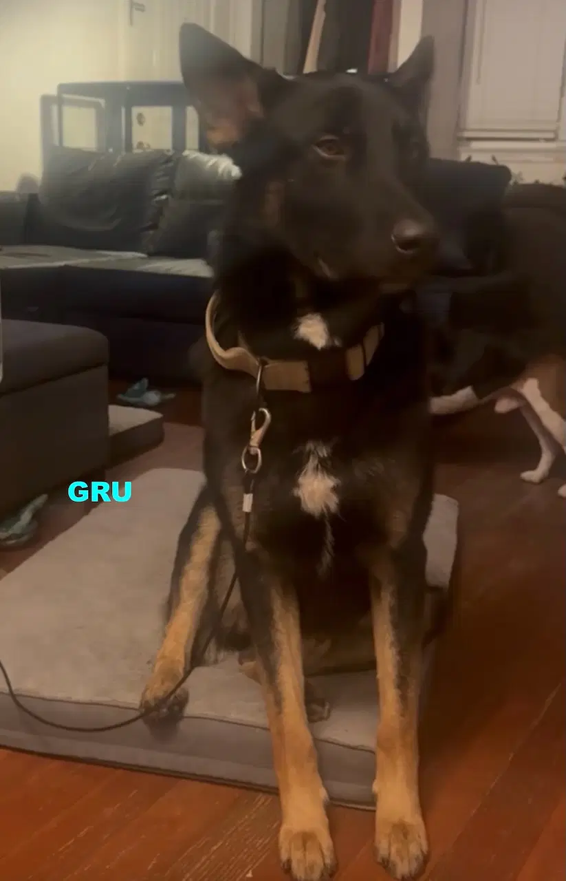 Gru - German Shepherd Dog