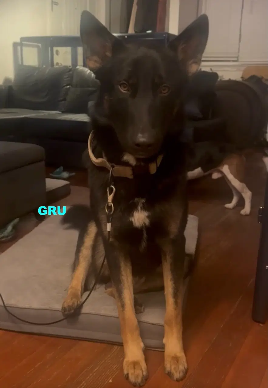 Gru image 2