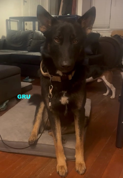 GRU photo 2