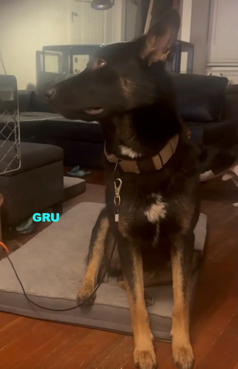 Gru image 3